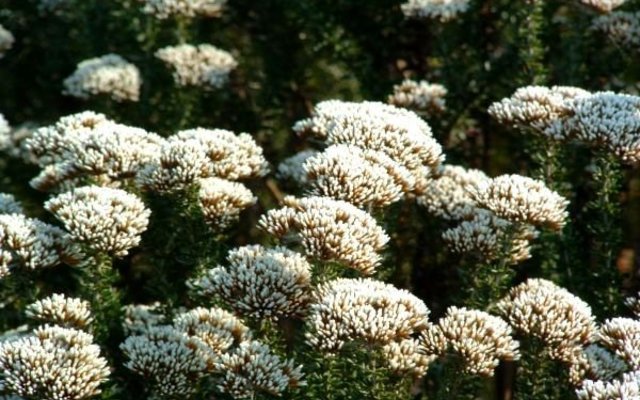 ASTERACEAE metalasia densa